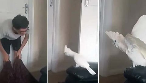 parrot Viral video: मालकाची जादू आणि पोपटाच्‍या चक्‍कीत जाळ! व्‍हिडीओ पाहाल तर नॉनस्‍टॉप हसाल