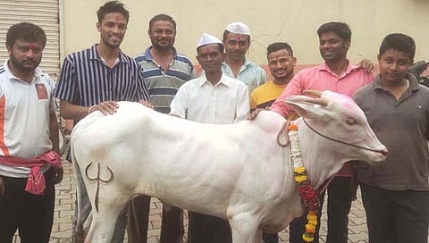 बेळगाव : जोतिबा मंदिरात कटल्‍याचे जल्‍लोषात आगमन
