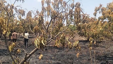 उष्णतेमूळे आंब्याची बाग जळाली 
