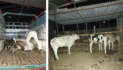दिंडोरी : कत्तलीच्या उद्देशाने डांबून ठेवलेल्या १२ जनावरांची सोडवणूक करतांना दिंडोरी पोलीस. (छाया: समाधान पाटील) 