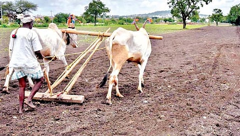 नियोजन : खरीप हंगामासाठी बियाणांची निवड कशी करावी?