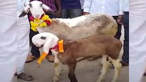 सांगली : केवळ ६० दिवसांच्या बकऱ्याला तब्बल ३१ लाख रुपयांना मागणी !
