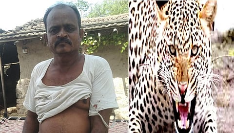 नाशिक : शेतकऱ्याची बिबट्याशी झुंज ; बिबट्याच्या जबड्यातून केली स्वतःची सुटका