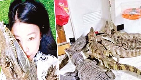 तरूणीने घरातच पाळल्या सहा मगरी www.pudharinews 