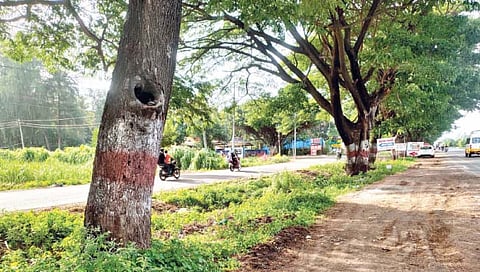 ‘खिळे’कर्‍यांकडून महामार्गालगतचे वृक्ष मुक्त