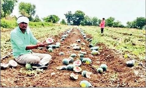 खाणार्‍याला गोडवा.. पिकविणार्‍याला भोपळा..! कवडीमोल दरामुळे टरबुजावर फिरविला कोयता