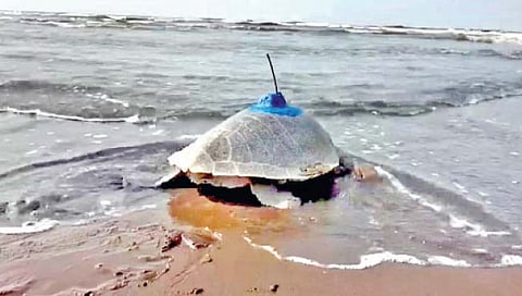 सॅटेलाईट टॅगिंग कासवे किनार्‍याच्या दिशेने..!