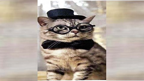Marriage with Cat : ‘तिने’ मांजराशीच केले लग्‍न!