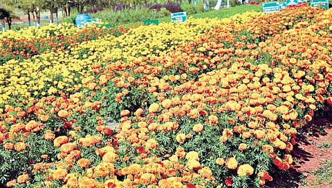 झेंडूची लागवड करताय, जाणून घ्या फायदेशीर जाती