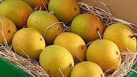 रत्नागिरी : ‘हापूस’ हंगाम अंतिम टप्प्यात!