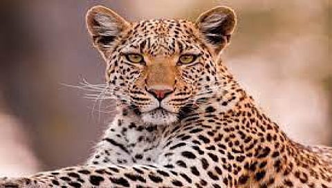 Leopard Human Conflict 