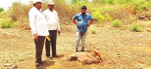 जेऊर :अखेर पिंपळगाव तलावातील बेसुमार वृक्षतोड प्रकरणी गुन्हा दाखल