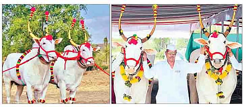 वाकड येथील ज्ञानेश्वर उद्धव शेडगे व वडगाव धायरी येथील सागर निवृत्ती टिळेकर यांच्या बैलजोडींना यंदा पालखीसाठी मान मिळाला आहे.