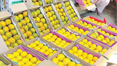 नाशिक : द्राक्षनगरीत आंब्याची आवक वाढली, दर टिकून