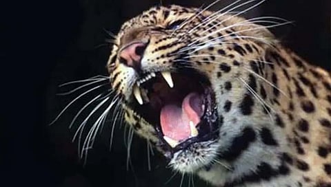 Nashik Leopard Attack 