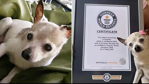 Oldest Dog : जगातील सर्वात वयस्कर कुत्रा, गिनीज वर्ड रेकॉर्डमध्ये नोंद 