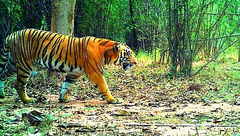चांदोली – कारवार ‘टायगर कॉरिडॉर’ रखडला!