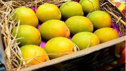 Nashik : यंदा 360 मे. टन आंबा अमेरिकेत, लासलगावला विकिरण प्रक्रिया