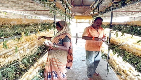 नाशिक : दीड एकरवर उभारली सेंद्रिय रेशीम शेती ; वर्षाकाठी 9 लाखांचे विक्रमी उत्पन्न