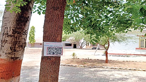काष्टी : येथील कृषी विज्ञान संकुलातील झाडांना लावण्यात आलेले क्यूआर कोड.
