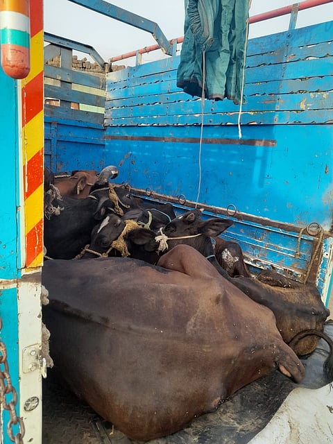 डांगसौंदाने : गुजरात कडून मानूर साल्हेर मार्गे गायींची तस्करी रोखून सोडवणूक केलेल्या गाई. 