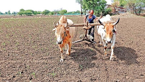 Farmer Crisis 2026 | पावसाने दडी मारल्याने मोसम खोऱ्यातील शेतकरी दुबार पेरणीच्या संकटात; पिके करपण्यास सुरुवात