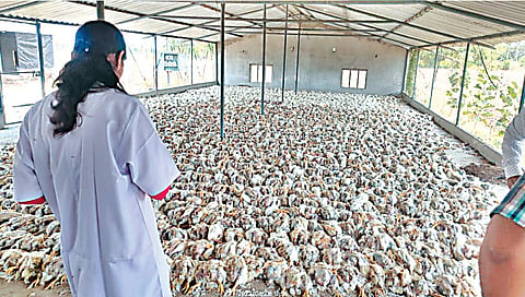 नाशिक : गॅसगळती झाल्याने पोल्ट्री फार्ममधील 2,300 पक्ष्यांचा मृत्यू