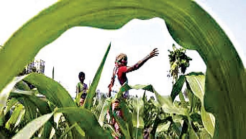 नाशिक : पोटखराबा वर्ग क्षेत्र लागवडीयोग्य होणार; सहभागी होण्याचे तहसीलदारांचे आवाहन