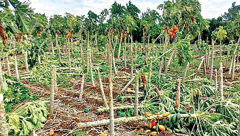 कुरुल परिसरात वादळी पाऊस; पपई बाग जमीनदोस्त