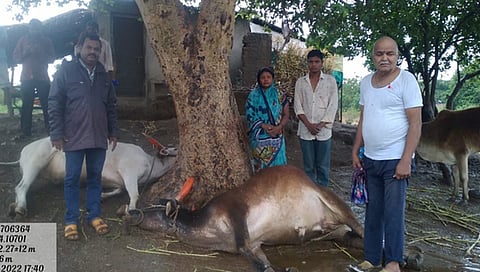 Nashik : सटाण्यात वीज पडून बैलजोडीचा मृत्यू