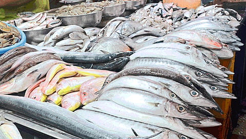 fish market news