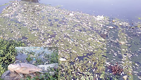 लासलगाव : साठवण बंधार्‍यात साचलेला मृत माशांचा खच व त्यामुळे झालेले दूषित पाणी. 
(छाया : राकेश बोरा)