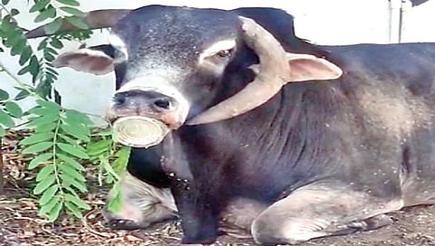 नाशिक : गुलाबजामच्या डब्याने केली वळूची फजिती, नागरिकांची पळता भुई