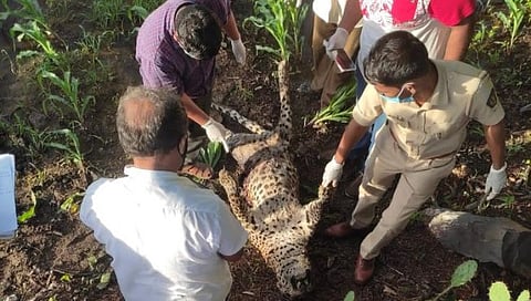 सोलापुरात अज्ञात वाहनाच्या धडकेत बिबट्याचा मृत्यू