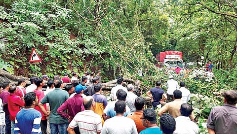 आंबोलीत झाड कोसळले; वाहतूक 2 तास ठप्प