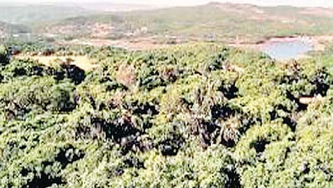 सातारा : वन विभागातील 56 बीट कर्मचार्‍यांविना