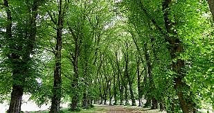झाडांचे टेंडर, नको रे बाबा..! पुन्हा निविदा करण्याची मनपावर वेळ; एक कोटीचे टेंडर परवडेना