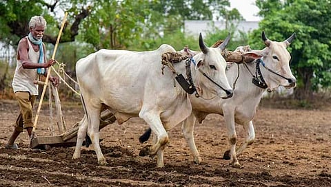 सांगली जिल्ह्यातील 1.25 लाख शेतकर्‍यांना मिळणार 50 हजार