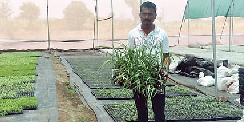 कोर्‍हाळे येथील अजित पोमणे यांनी शेडनेटगृहात तयार केलेली चांगल्या प्रतीची रोपे.