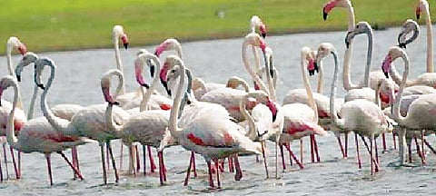 फ्लेमिंगो पळसनाथांच्या दारी; पाणीसाठा कमी झाल्याने मुक्त वावर