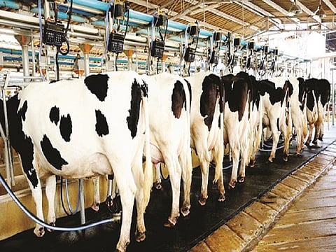 अकोले: दूध एफआरपीप्रश्नी चर्चा करून निर्णय घेऊ: पवार