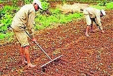 मुळशीतील शेतकर्‍यांपुढे भात बियाणे वाचवण्याचे आव्हान; पावसाने दडी मारल्याने भातशेती अडचणीत