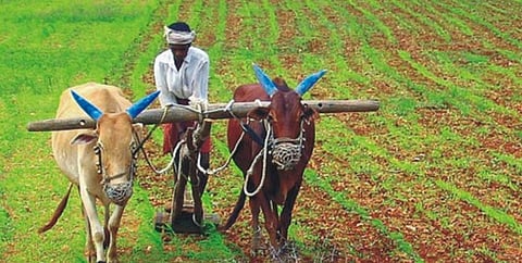 शेतात खत नेण्याची शेतकर्‍यांची लगबग