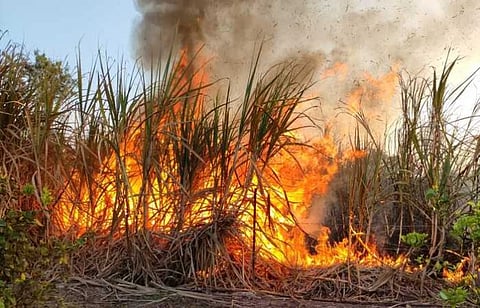 मंचरला वीजवाहक तारा पडल्याने ऊस जळाला