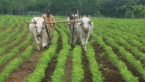 कोकणात ४ लाख १६ हजार हेक्टरवर खरीप पीक