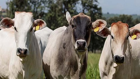 Cow smuggling