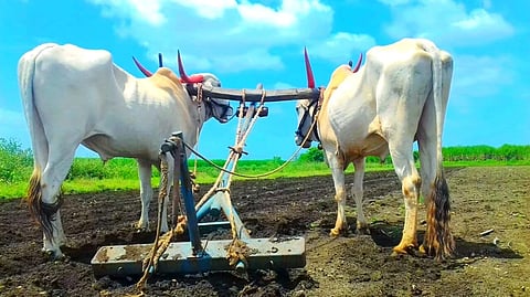 पुणे : शेतकर्‍यांनो, पेरते व्हा! उरला शेवटचा आठवडा; जुलैअखेर 88 टक्के पेरण्या पूर्ण