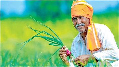 सोलापूर : बँका कर्ज देईनात; अल्पभूधारक शेतकर्‍यांची कोंडी