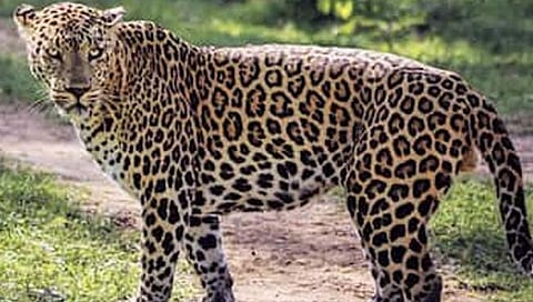 Leopard Attack