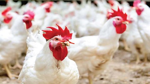 chiken Rate